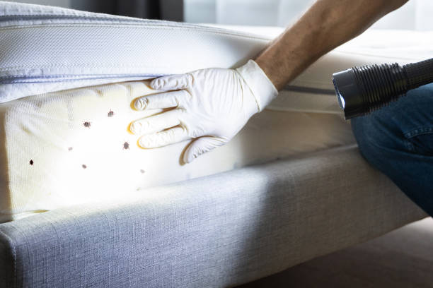 Flea Control Services in Republic, PA
